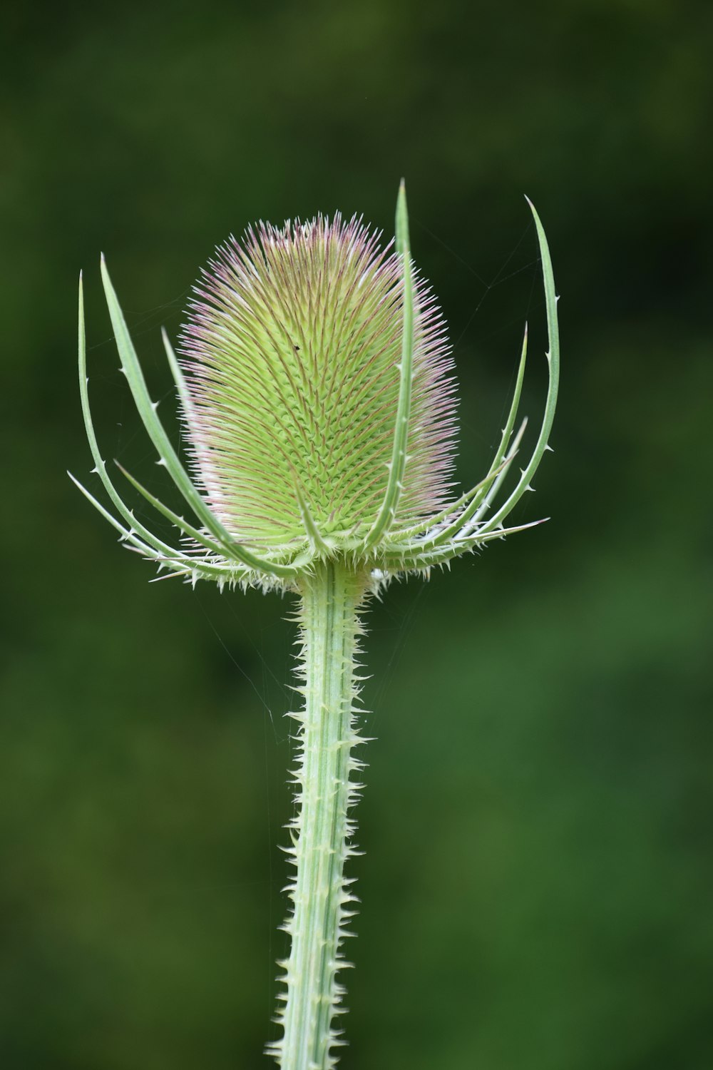 green and purple flower bud