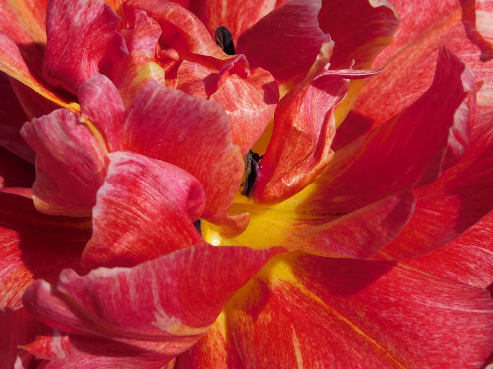 Rote und gelbe Blume in der Makrofotografie
