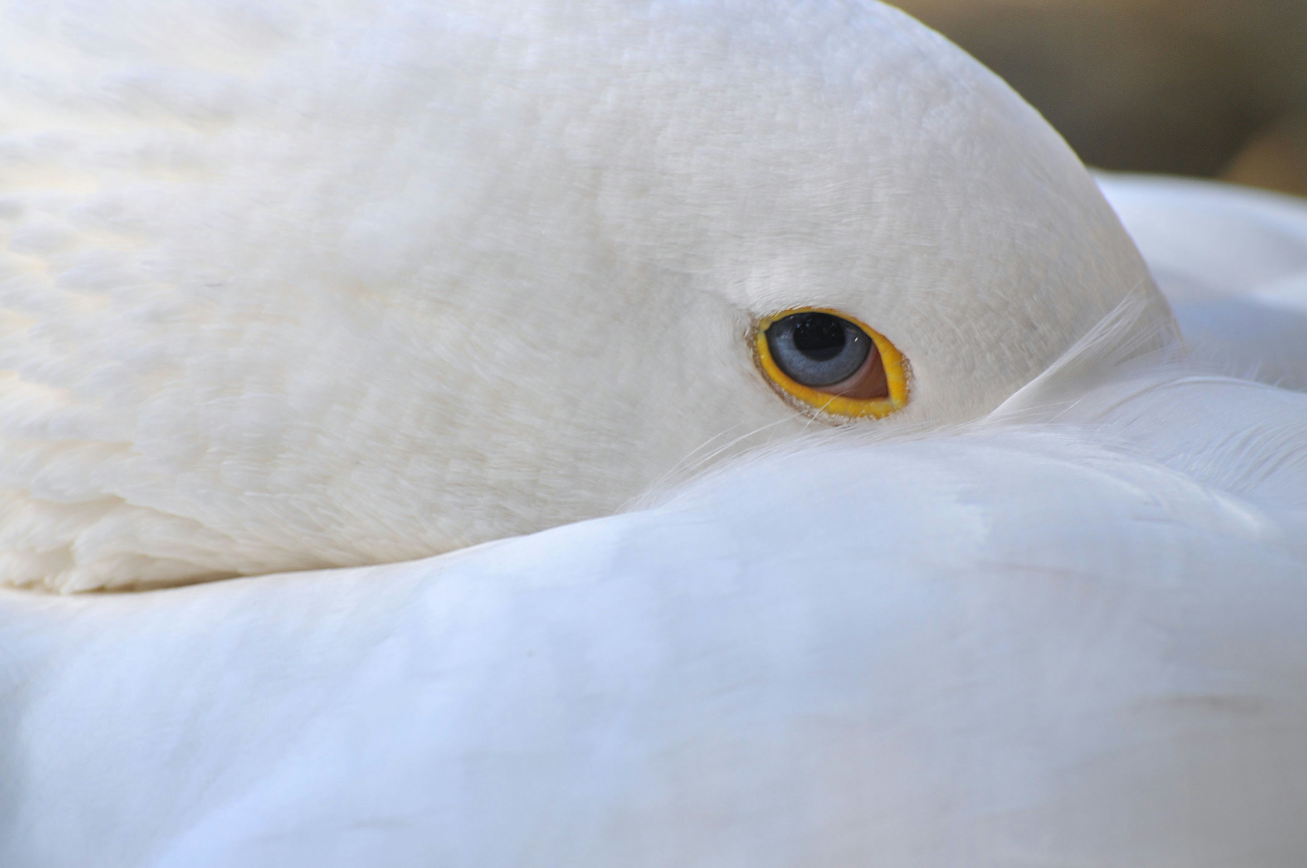 white bird with yellow eyes