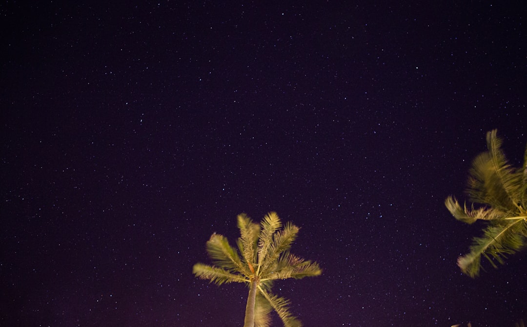 green palm tree during night time