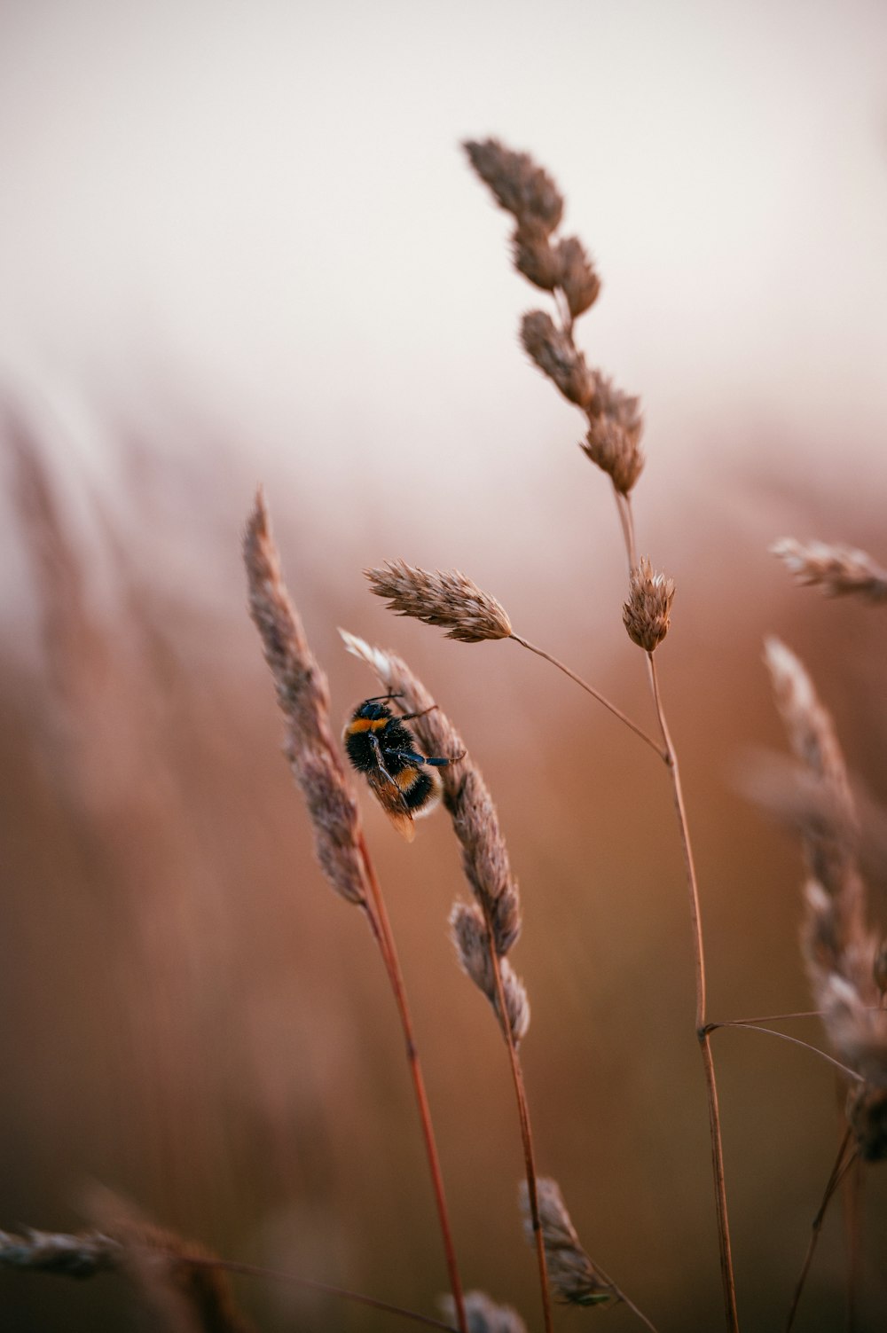 yellow and black butterfly on brown wheat