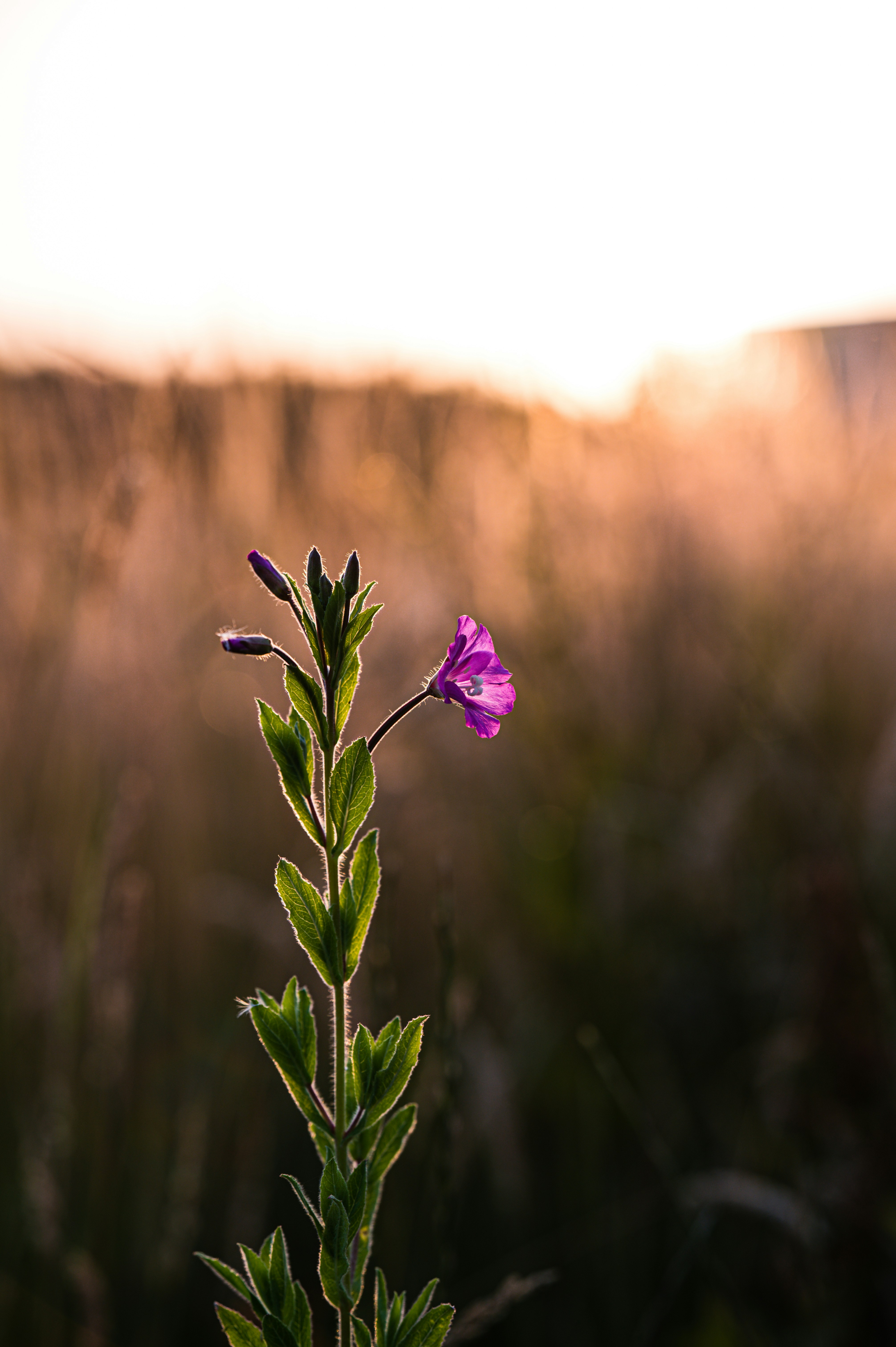 fleur violette dans une lentille à bascule