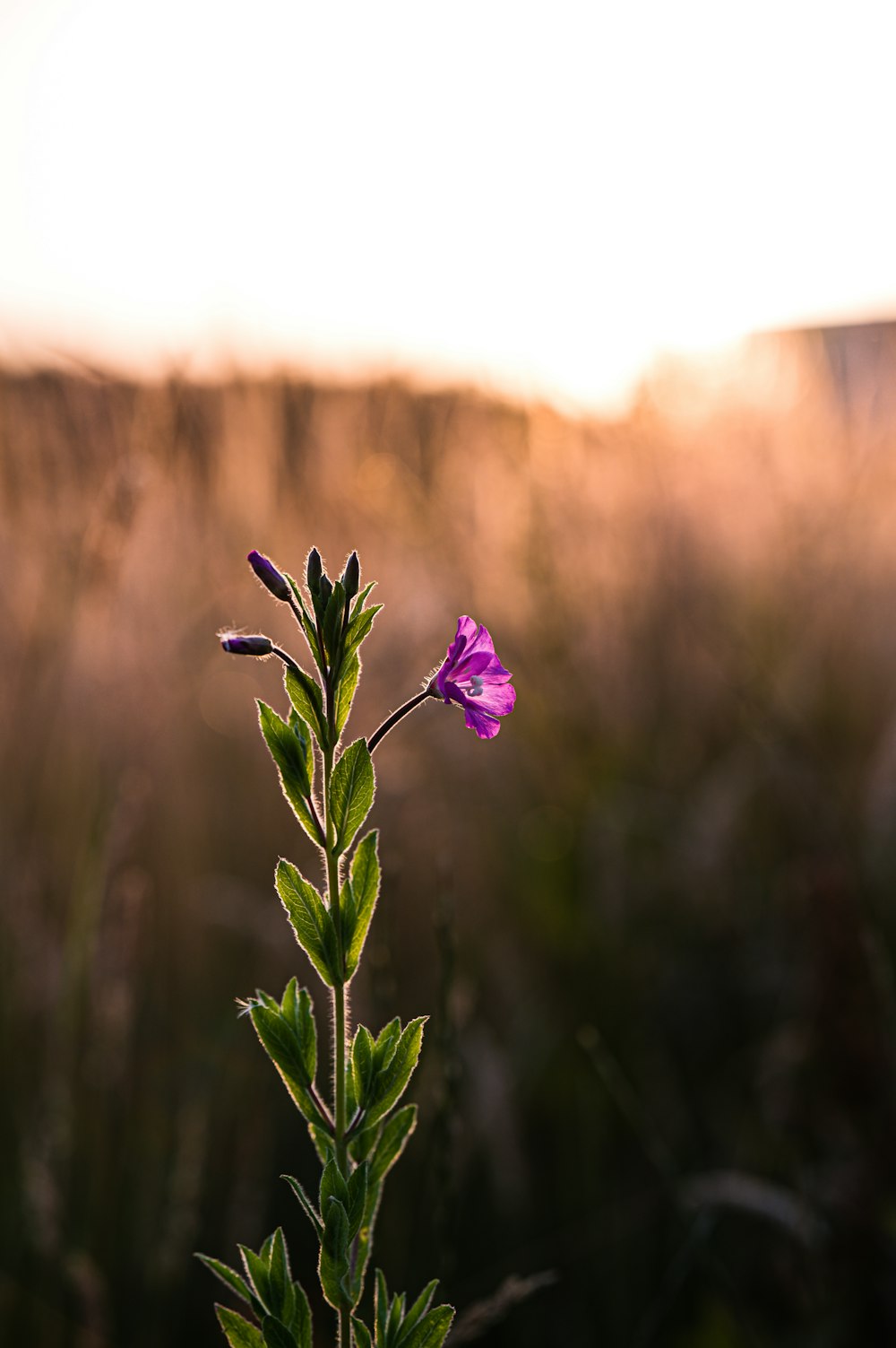 flor púrpura en lente de cambio de inclinación