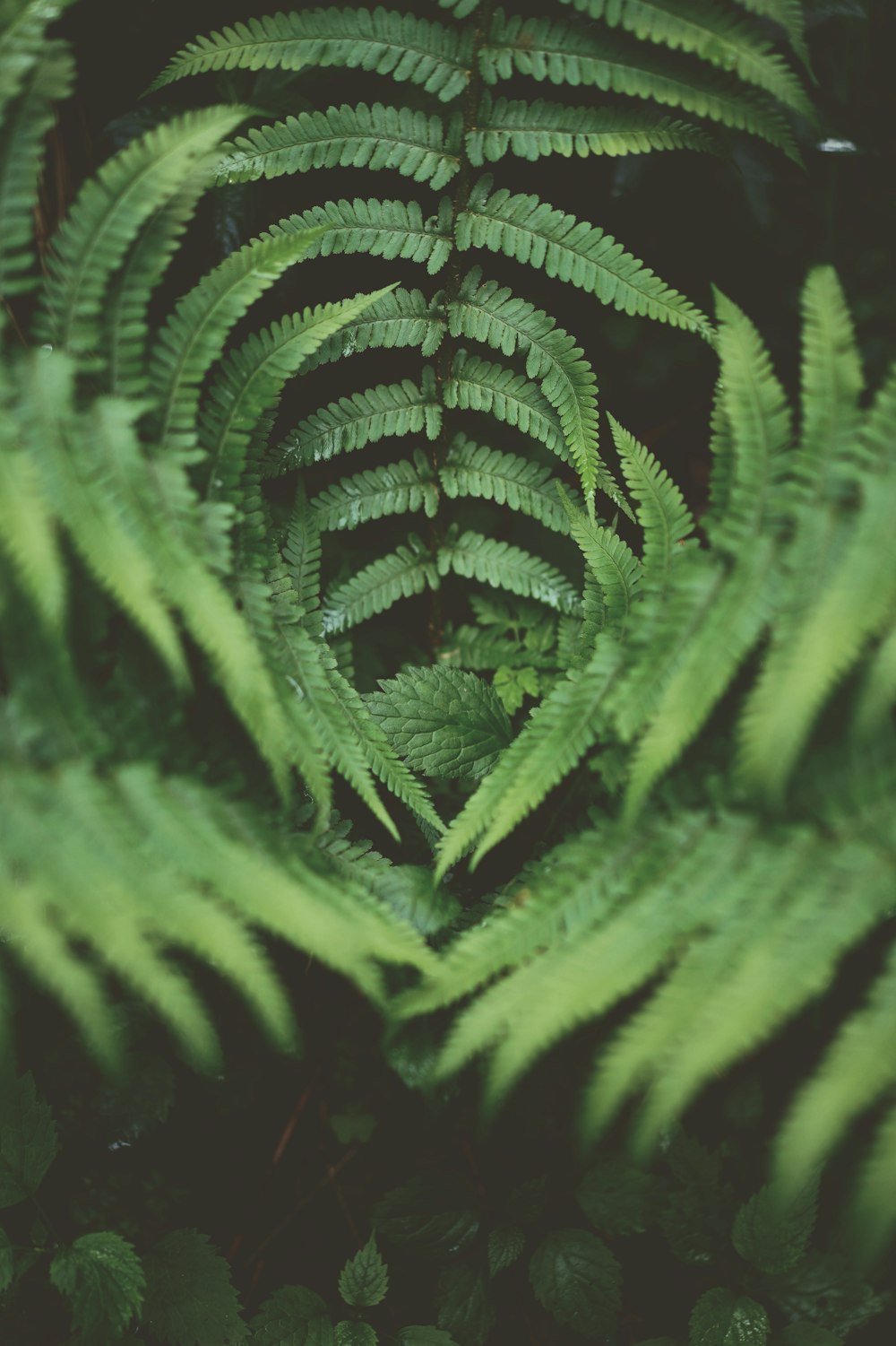 green fern plant in close up photography