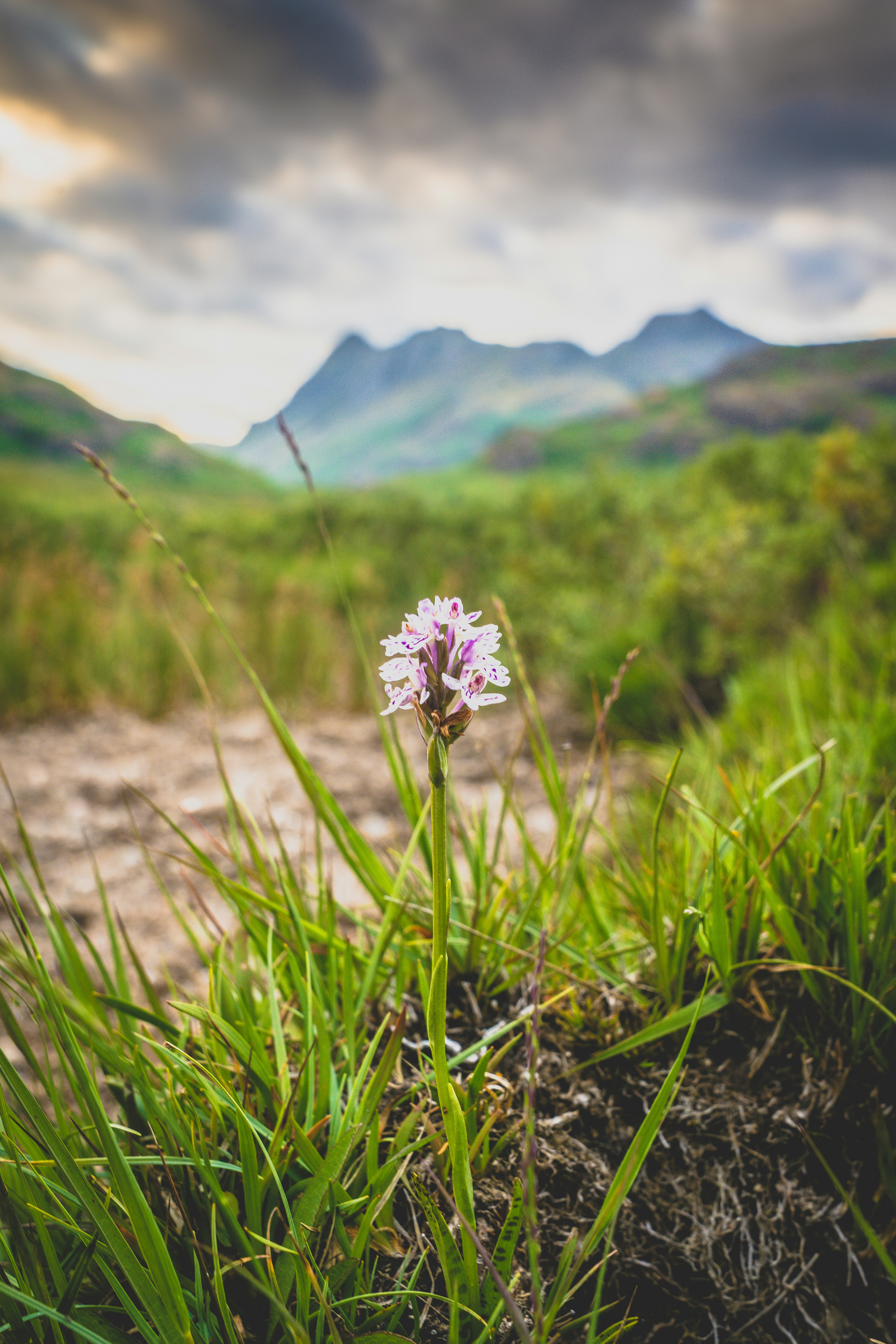 white and purple flower on green grass field during daytime