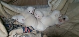 Corgi puppies cuddling together in a cozy blanket.