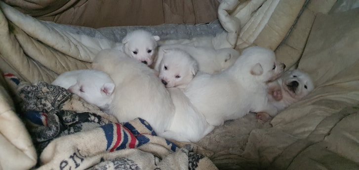 A cozy scene with several fluffy white puppies huddled together on a soft, beige blanket. The puppies are nestled against each other, exuding warmth and comfort. One puppy is lying on its back, giving a glimpse of its tiny paw.