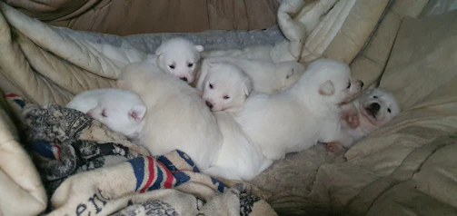 A close-up of playful puppies nestled together in a cozy blanket.