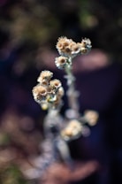 A macro photograph of dried wildflowers with blurred background, highlighting the intricate details of the small flowers' textures and faded colors.