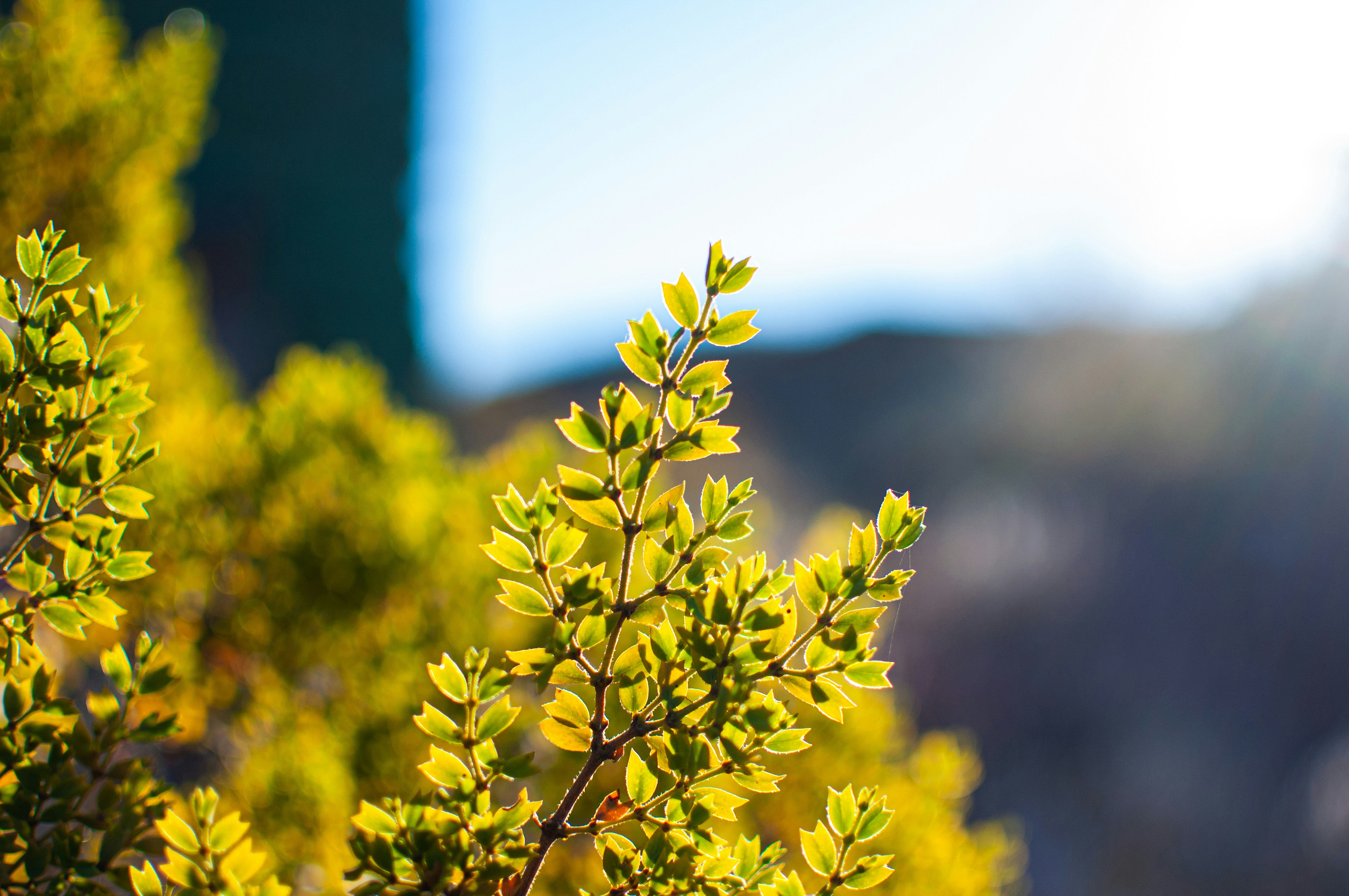 yellow flower in tilt shift lens