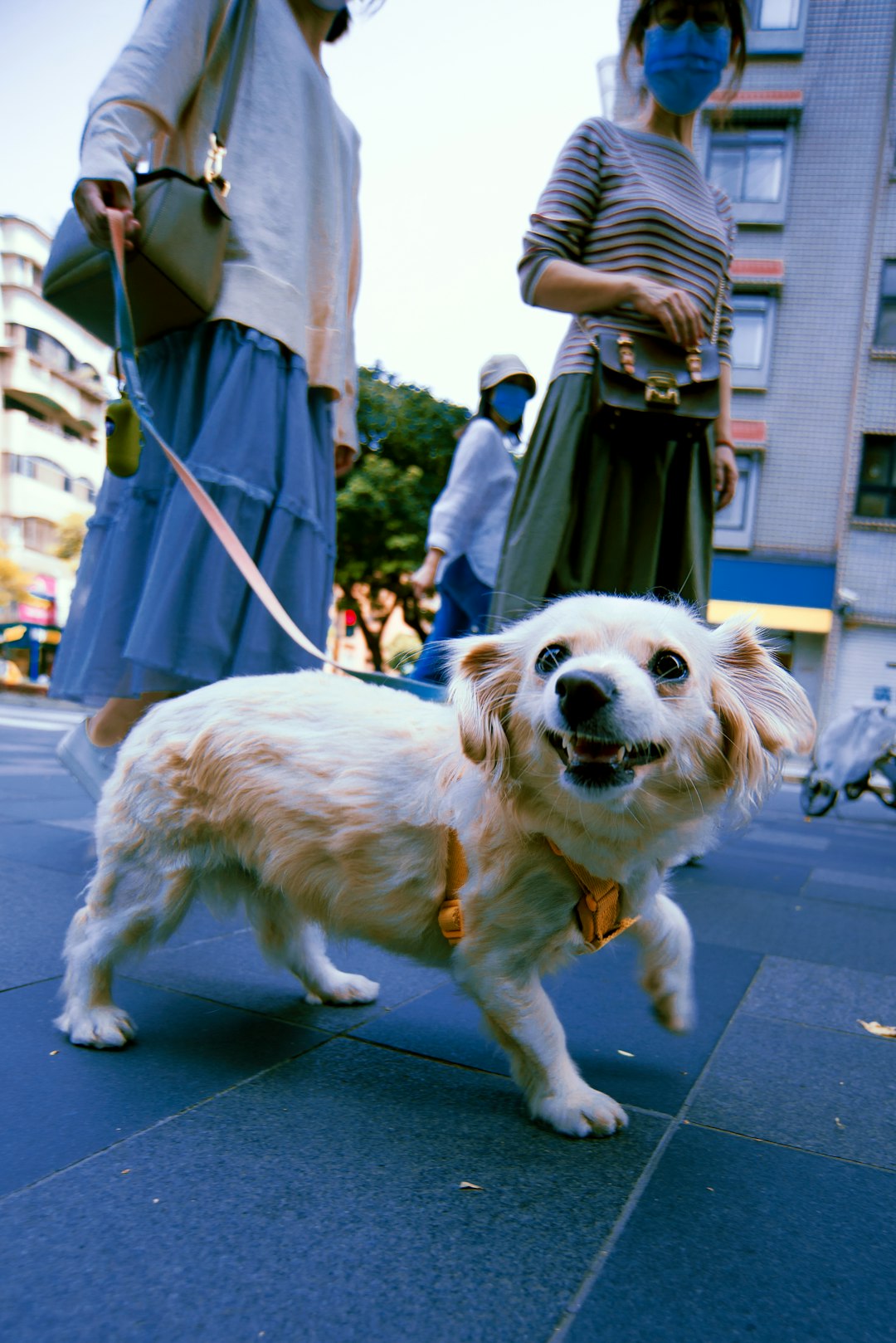 white and brown short coated dog on gray concrete floor