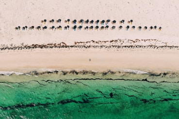 people on beach during daytime