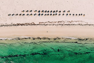 people on beach during daytime