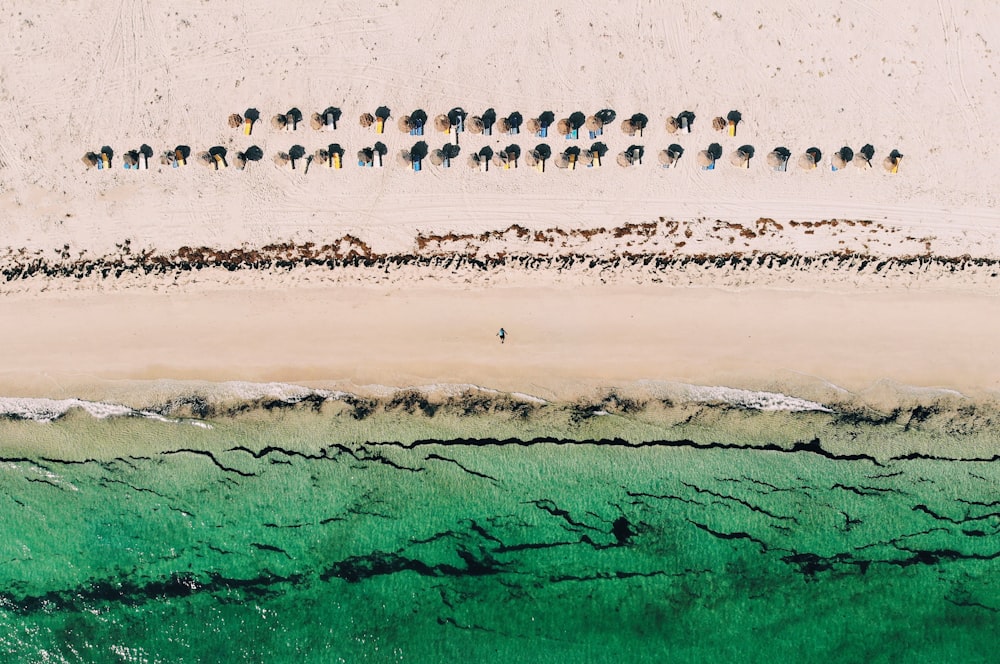 people on beach during daytime