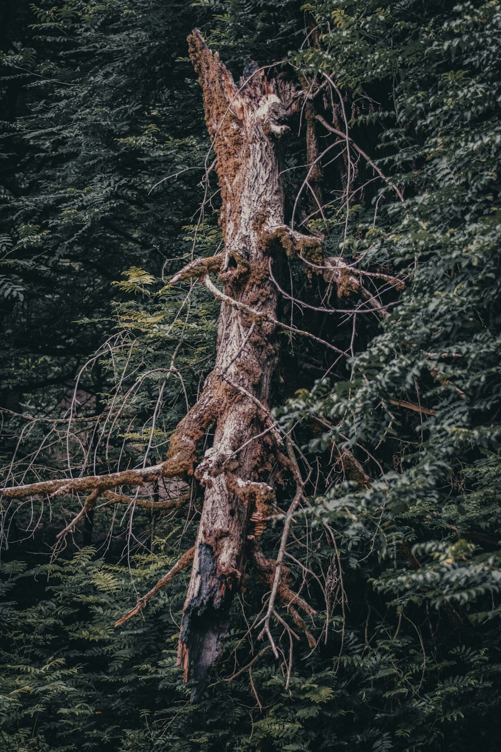 brown tree branch on body of water