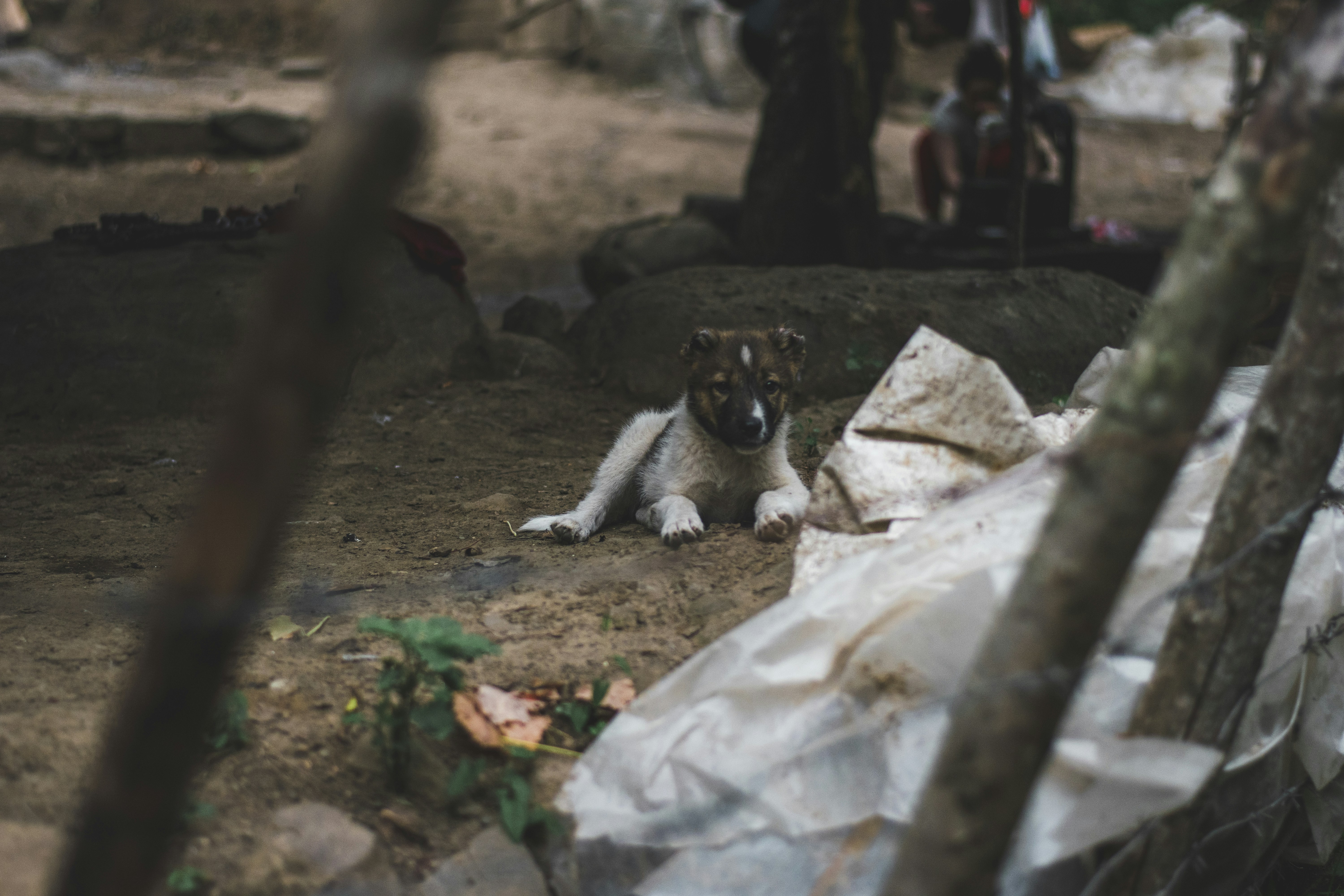 white and brown short coated dog on brown ground