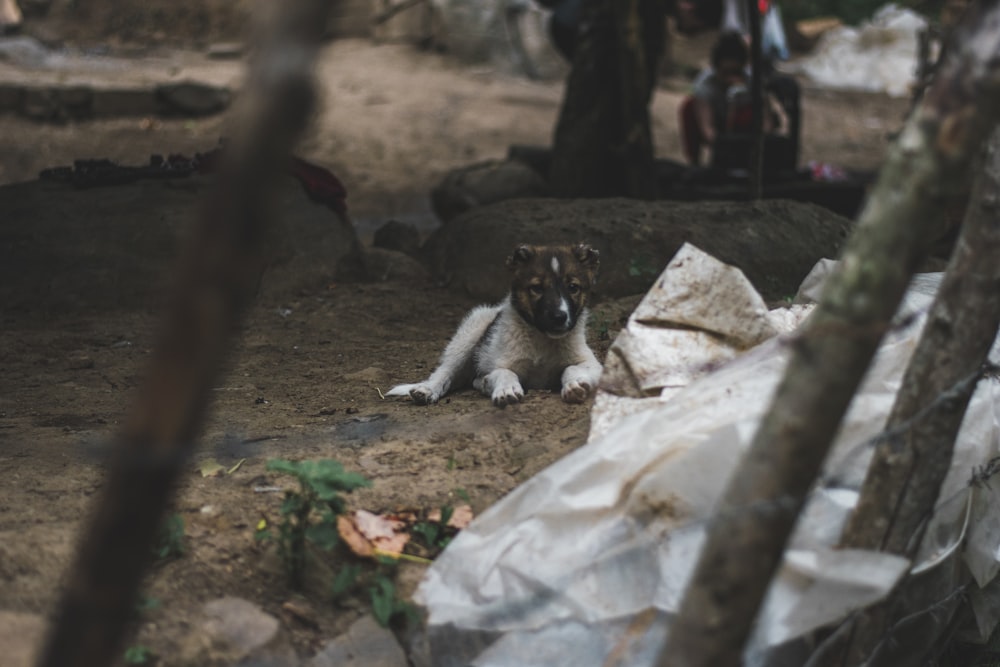 white and brown short coated dog on brown ground