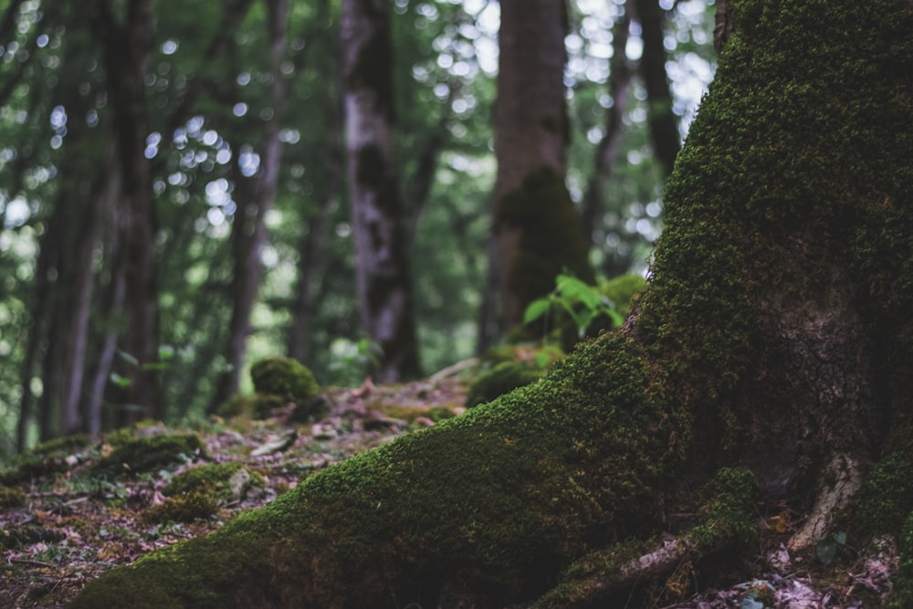 green moss on brown tree trunk