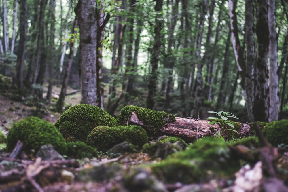 green moss on brown tree log