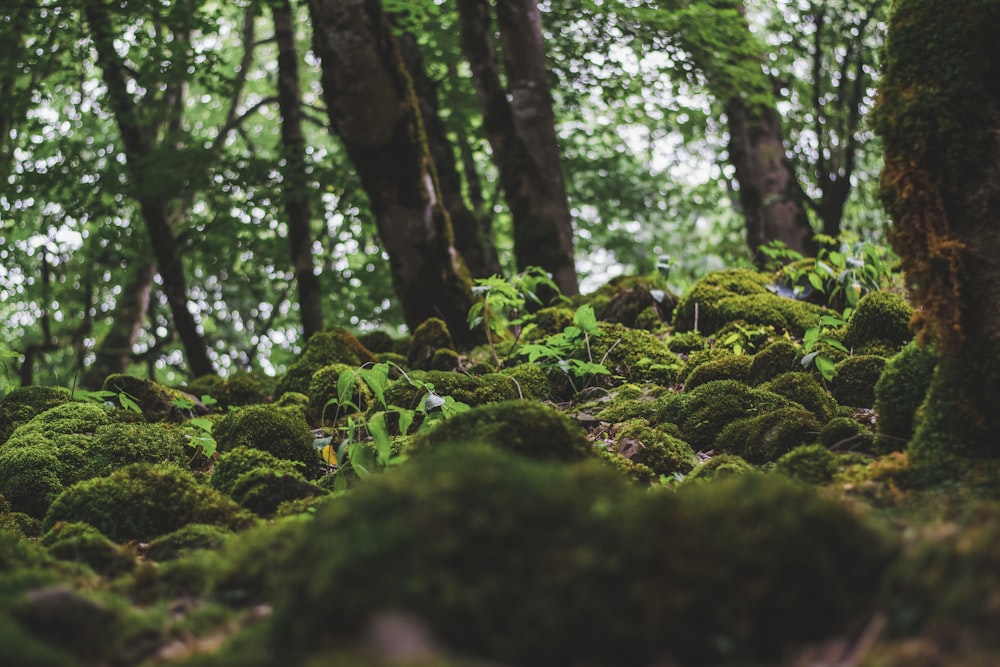 green moss on brown tree trunk