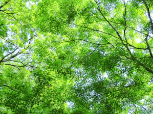 A serene Indonesian forest with sunlight filtering through dense green kratom leaves, highlighting the natural environment where our products originate.