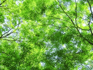 A serene herbal garden with sunlight filtering through leaves, evoking calm and natural healing.