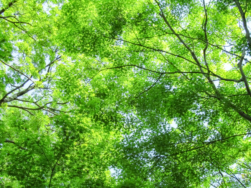A serene herbal garden with fresh green leaves and sunlight filtering through, symbolizing natural care and privacy.