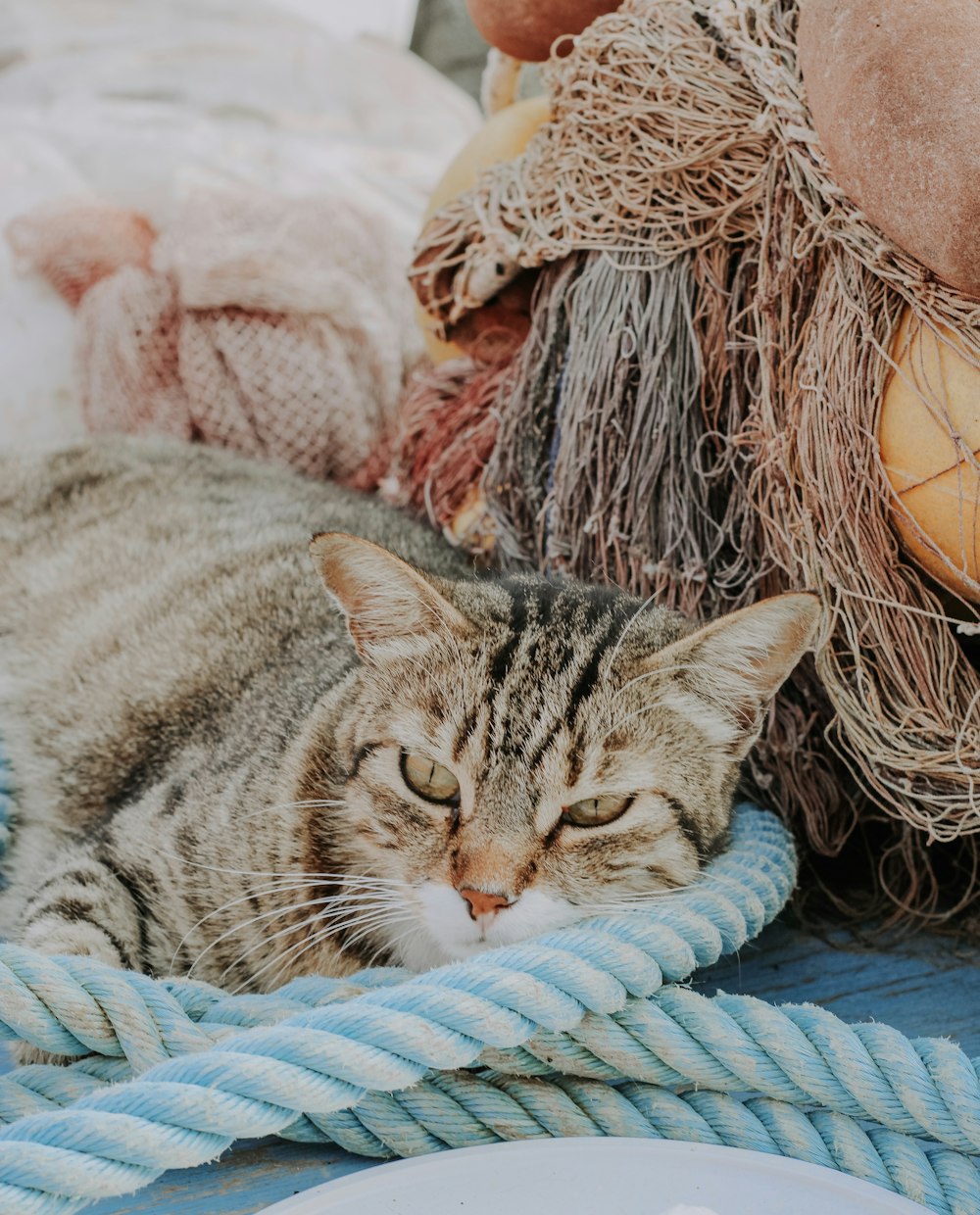 silver tabby cat on blue and white textile