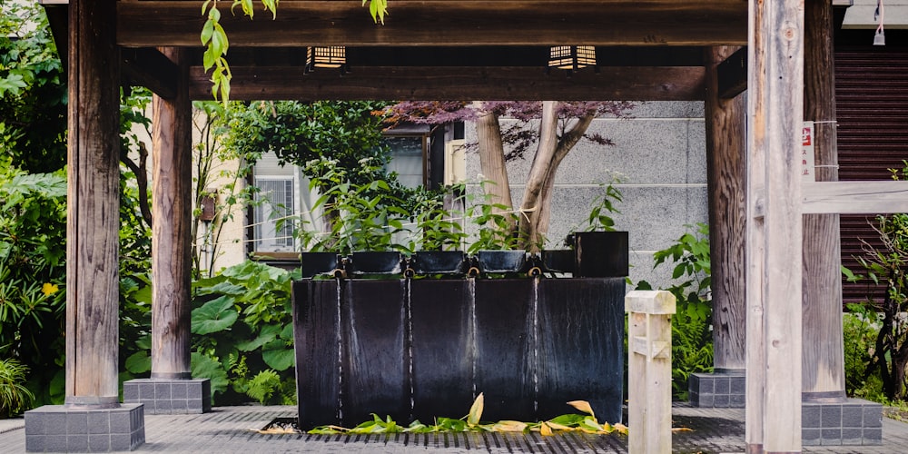 green potted plants on black concrete wall