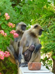 A serene scene showing several playful marmosets interacting comfortably in a lush, naturalistic sanctuary enclosure.