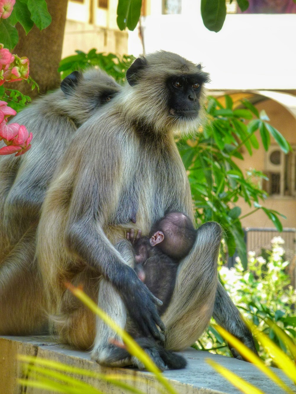 black and brown monkey sitting on tree branch during daytime