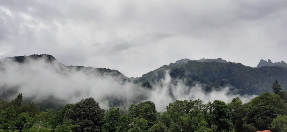 green trees on mountain under white clouds during daytime