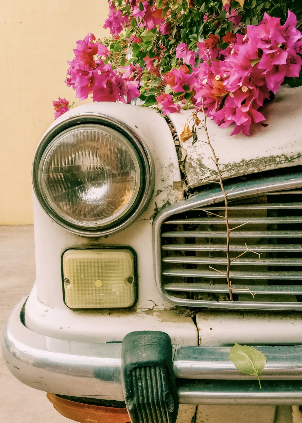 pink flowers on green car