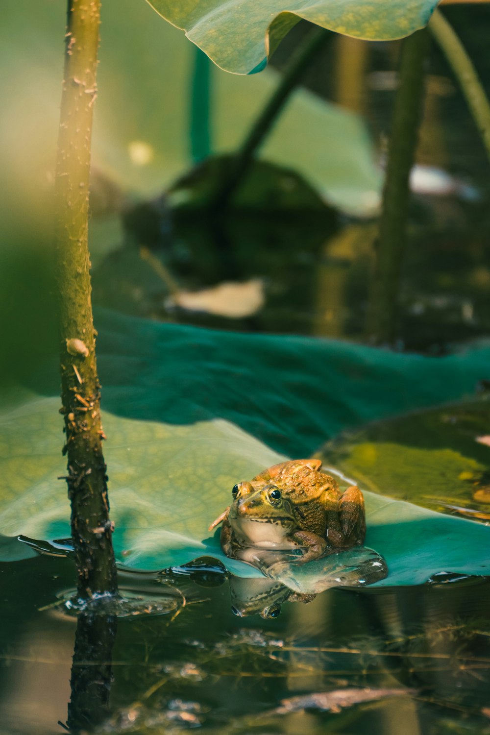 brown frog on water during daytime