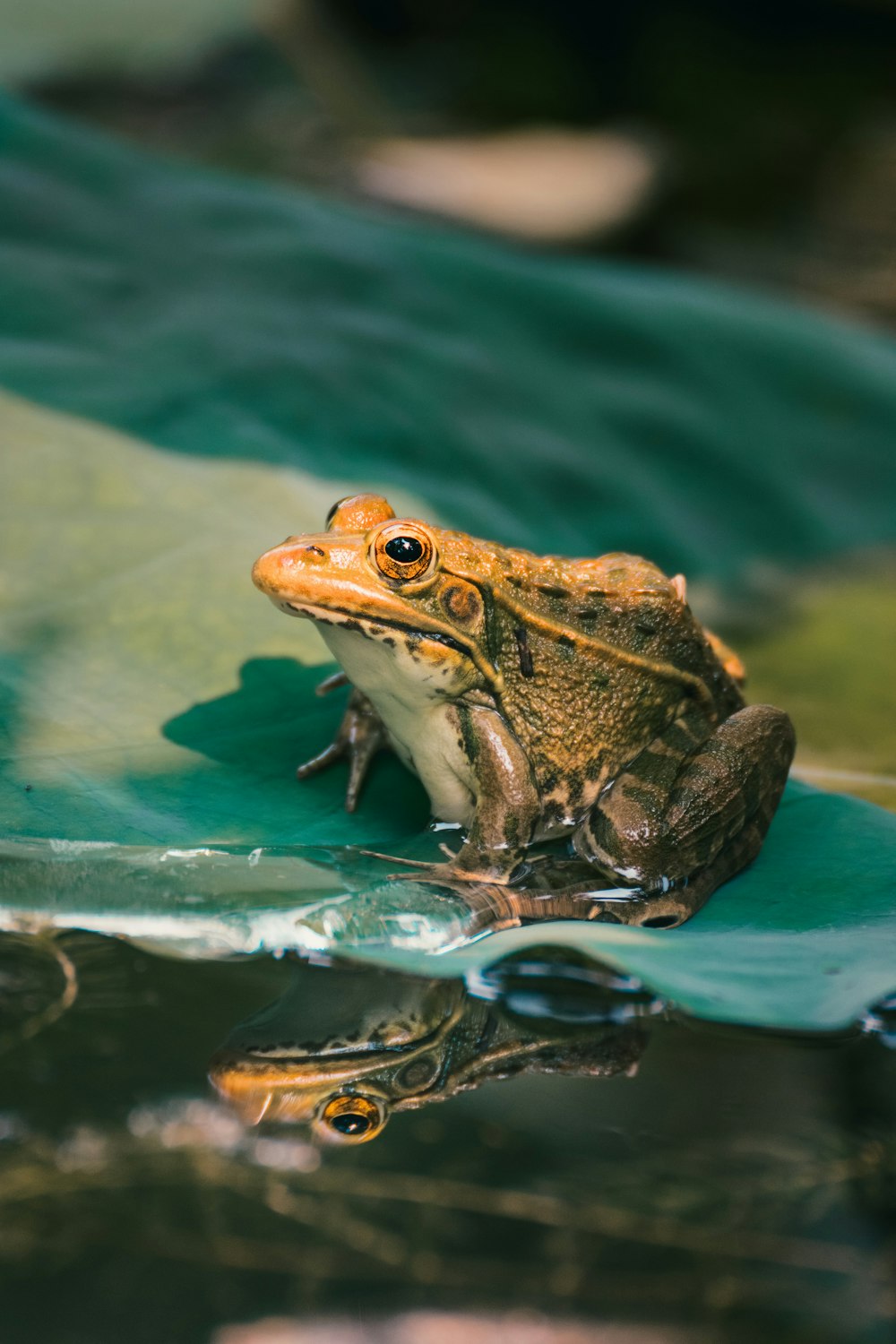 green frog on water during daytime