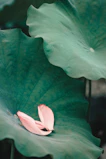 Small lotus logo in deep forest green on a warm cream background near the top of the page.