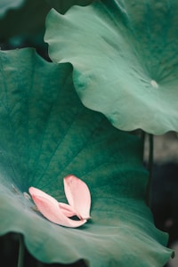 Lotus Border Mix