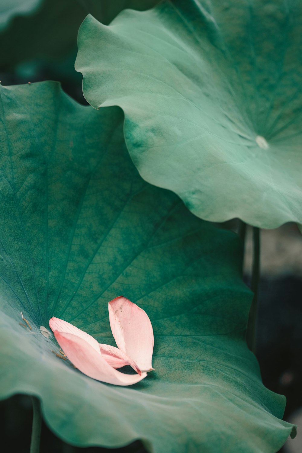 white and pink flower in tilt shift lens