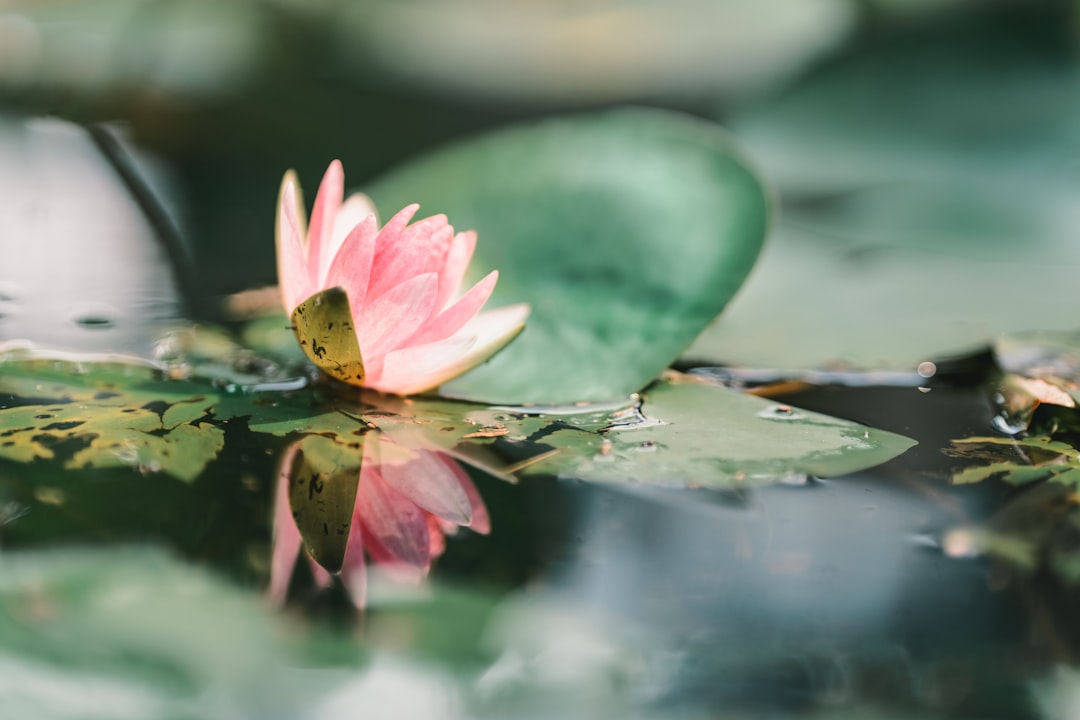 pink lotus flower on water