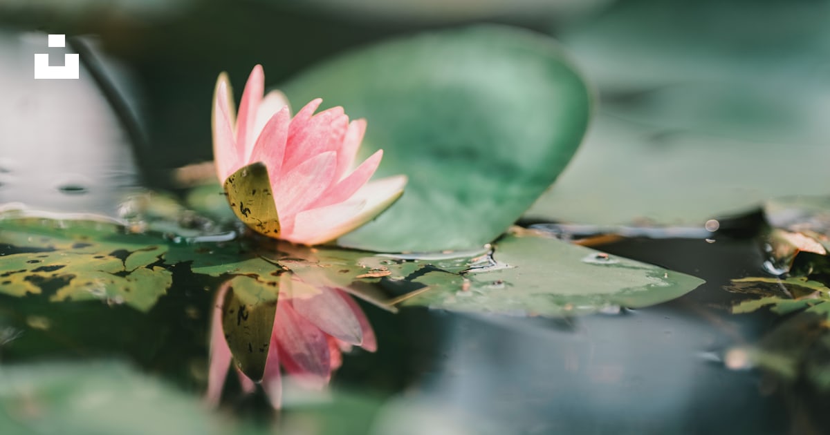 Pink Lotus Flower On Water Photo Free Beijing Image On Unsplash Pink Lotus Flower On Water Photo Free Beijing Image On Unsplash