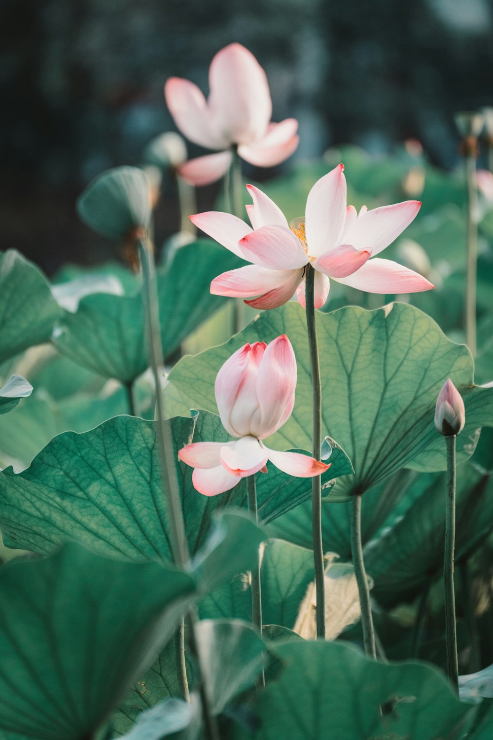 pink and white flowers in tilt shift lens