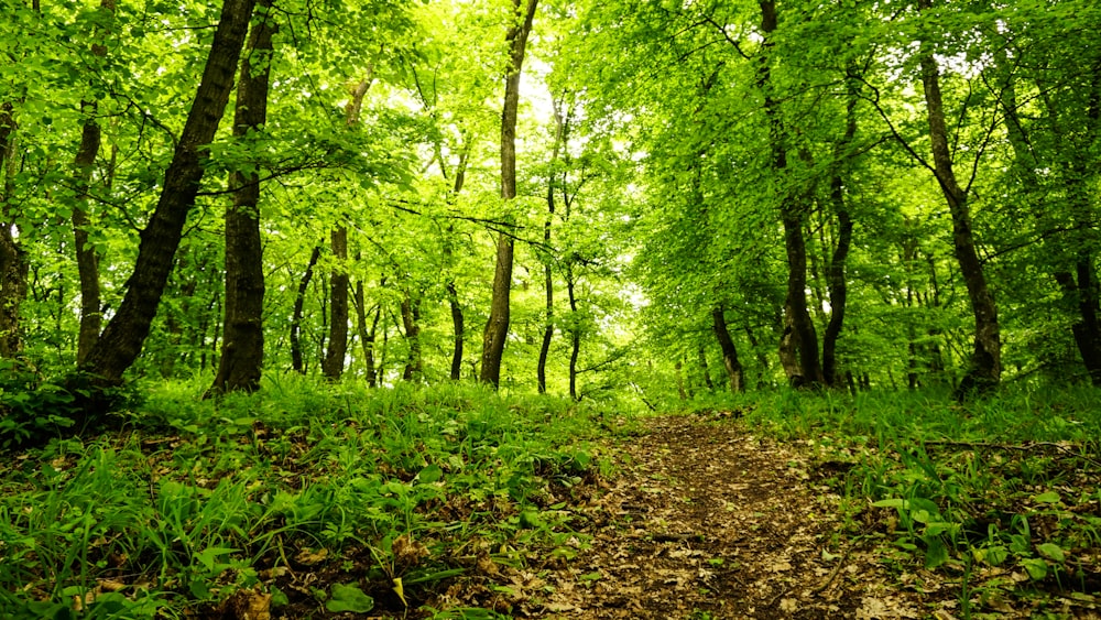 grüne Bäume und braune Blätter auf dem Boden