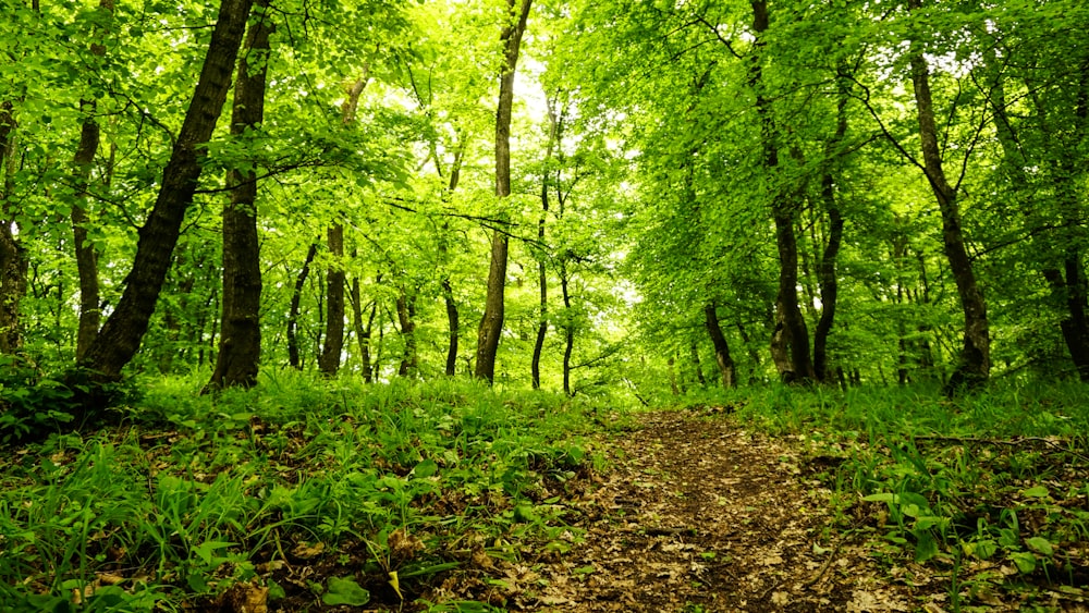 green trees and brown leaves on ground