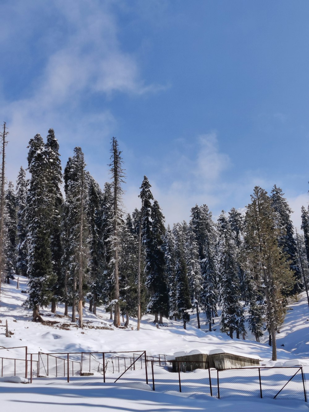 green pine trees on snow covered ground under blue sky during daytime