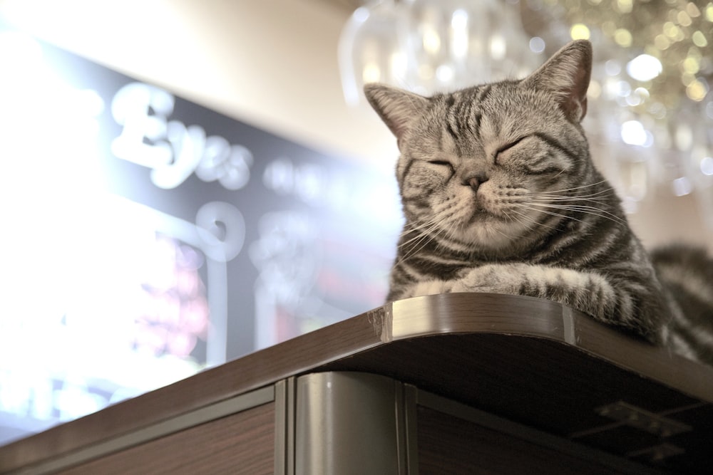 silver tabby cat on brown wooden table