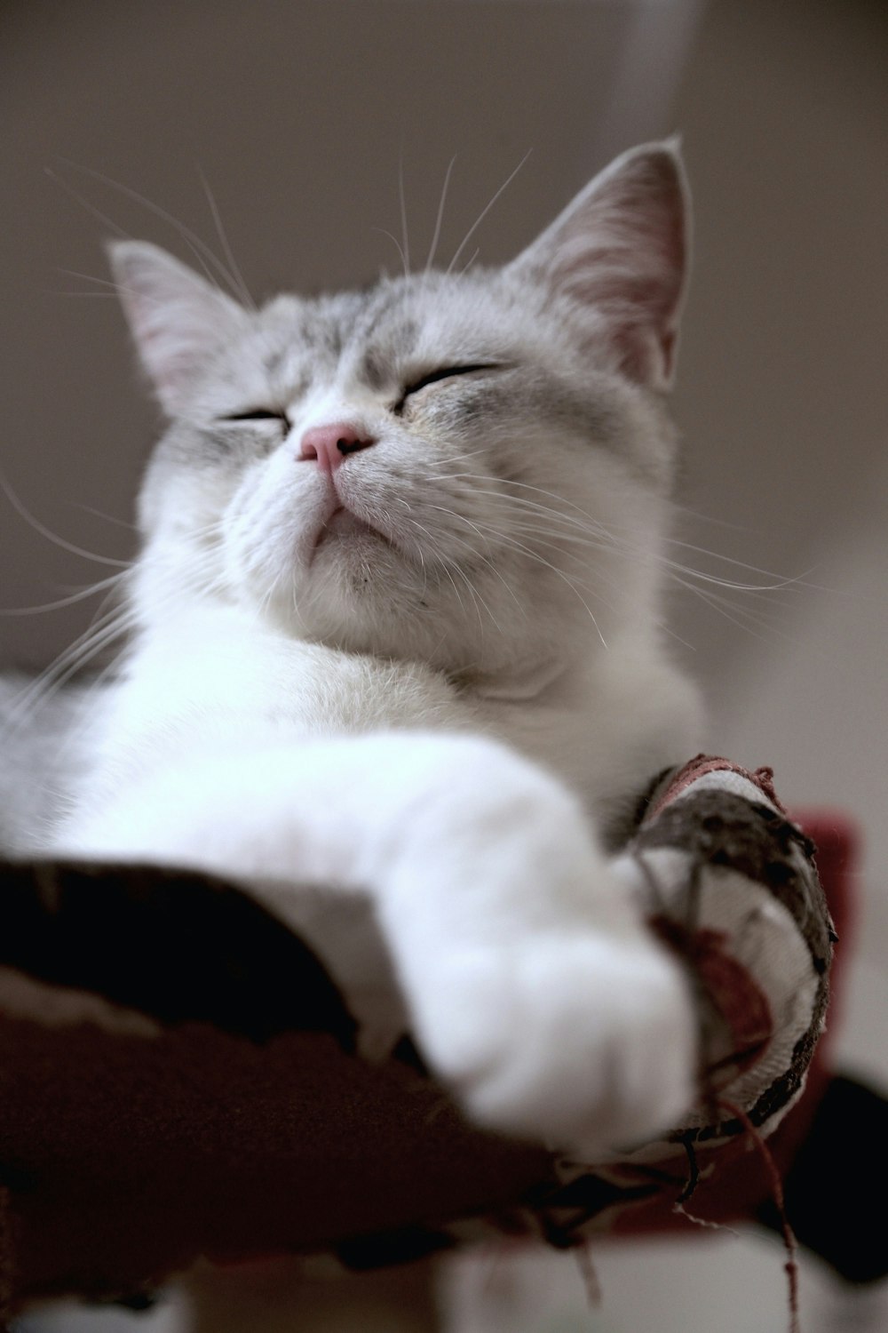 white and gray cat lying on red and white textile