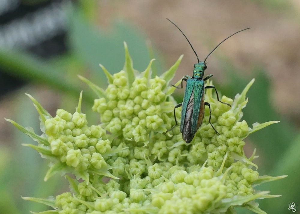 black and brown insect on green plant