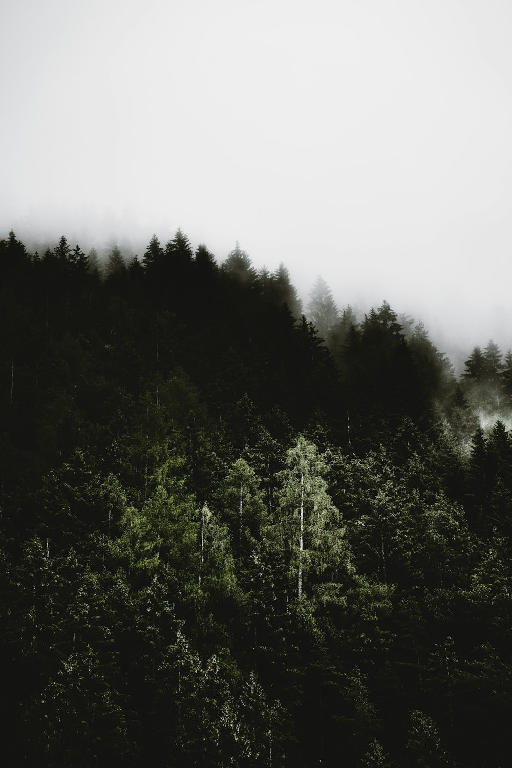 alberi verdi sotto il cielo bianco durante il giorno