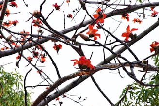 A network of tree branches is adorned with bright orange flowers, contrasting against the pale sky in the background. Some green leaves are visible, adding to the natural setting.