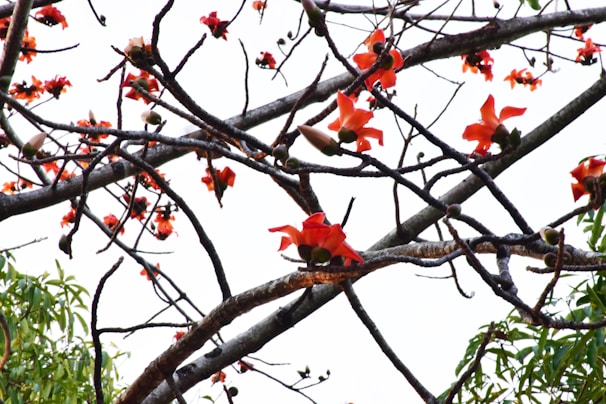 A network of tree branches is adorned with bright orange flowers, contrasting against the pale sky in the background. Some green leaves are visible, adding to the natural setting.
